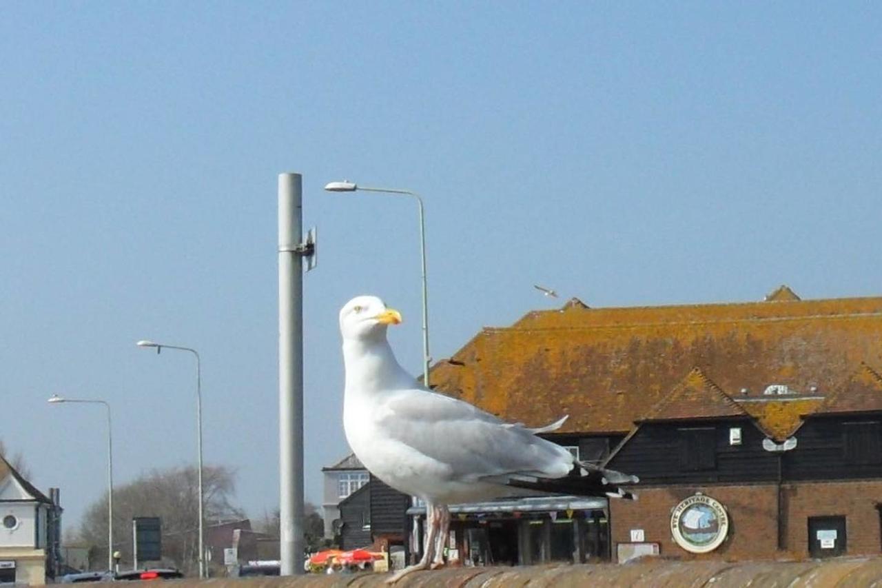 Seaview Cottage ライ エクステリア 写真